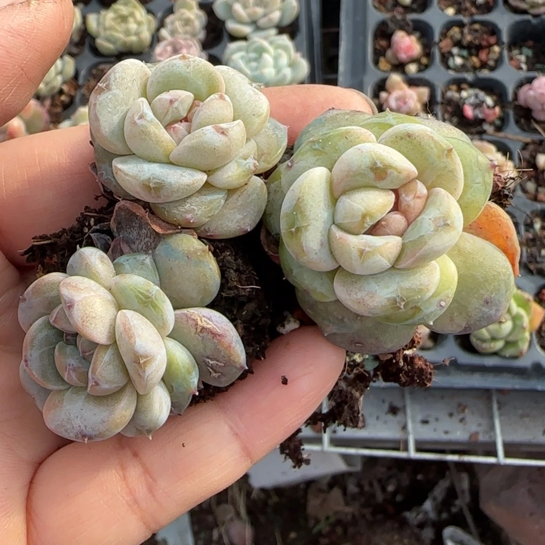 多肉小卡拉米糖心一物一拍