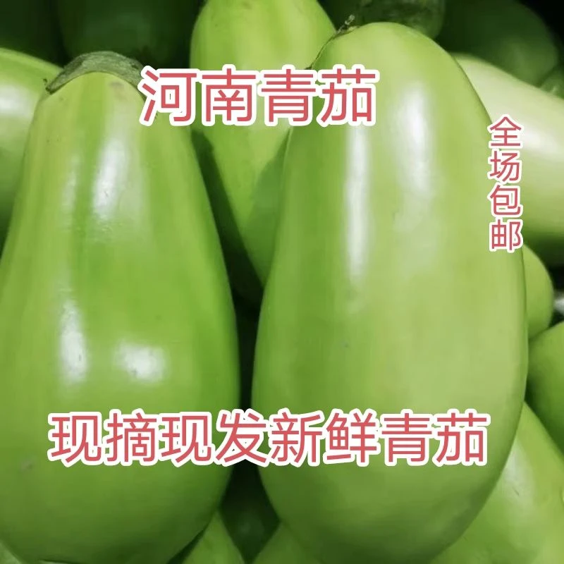 河南青茄子新鲜青皮茄子绿茄子纯天然农家种植绿色时令蔬菜可生吃