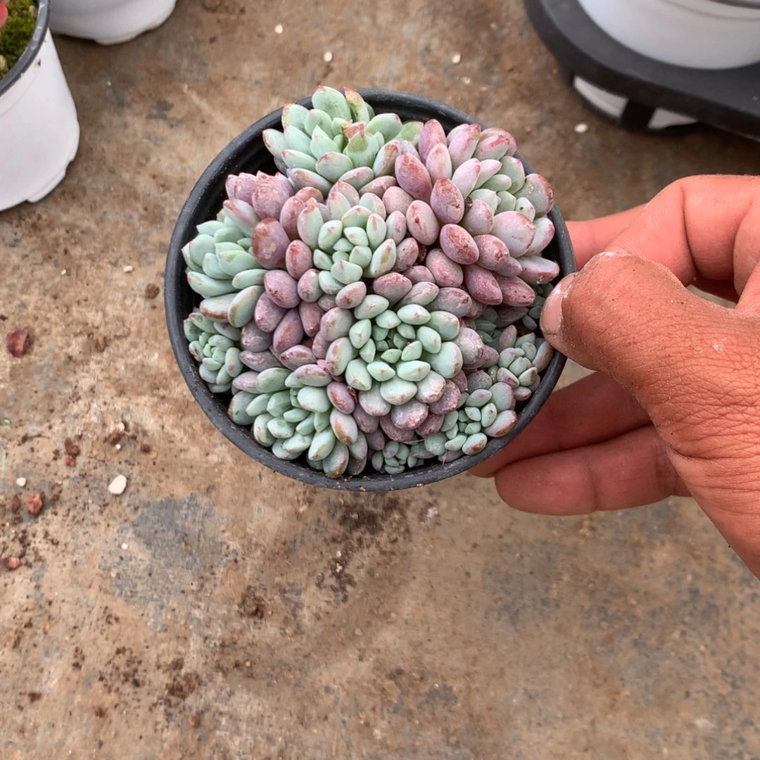 那就是说他没时间我还