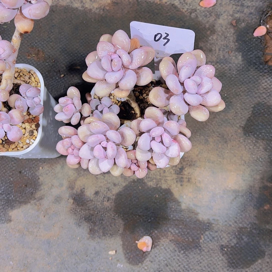 凡*丽03桃蛋。。。。。。。