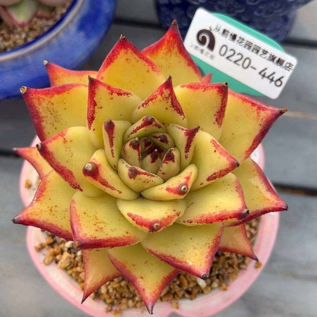 从前慢多肉精选编号0220.446