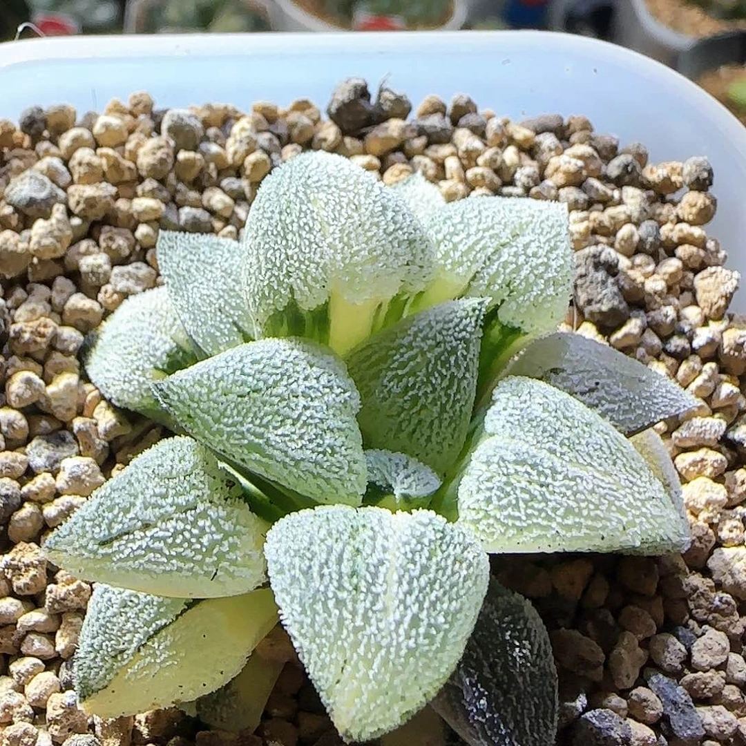 195号特白磨面锦一物一拍带盆土