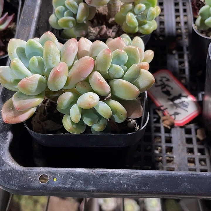 洛神群2.8带盆土发