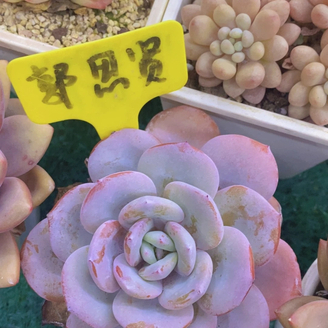 开心多肉，首播福利3