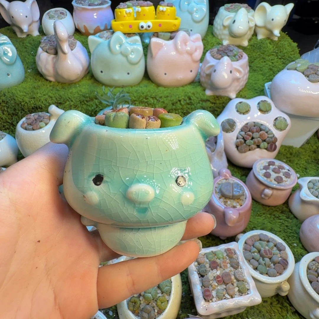 9***多肉葡萄的季节1361