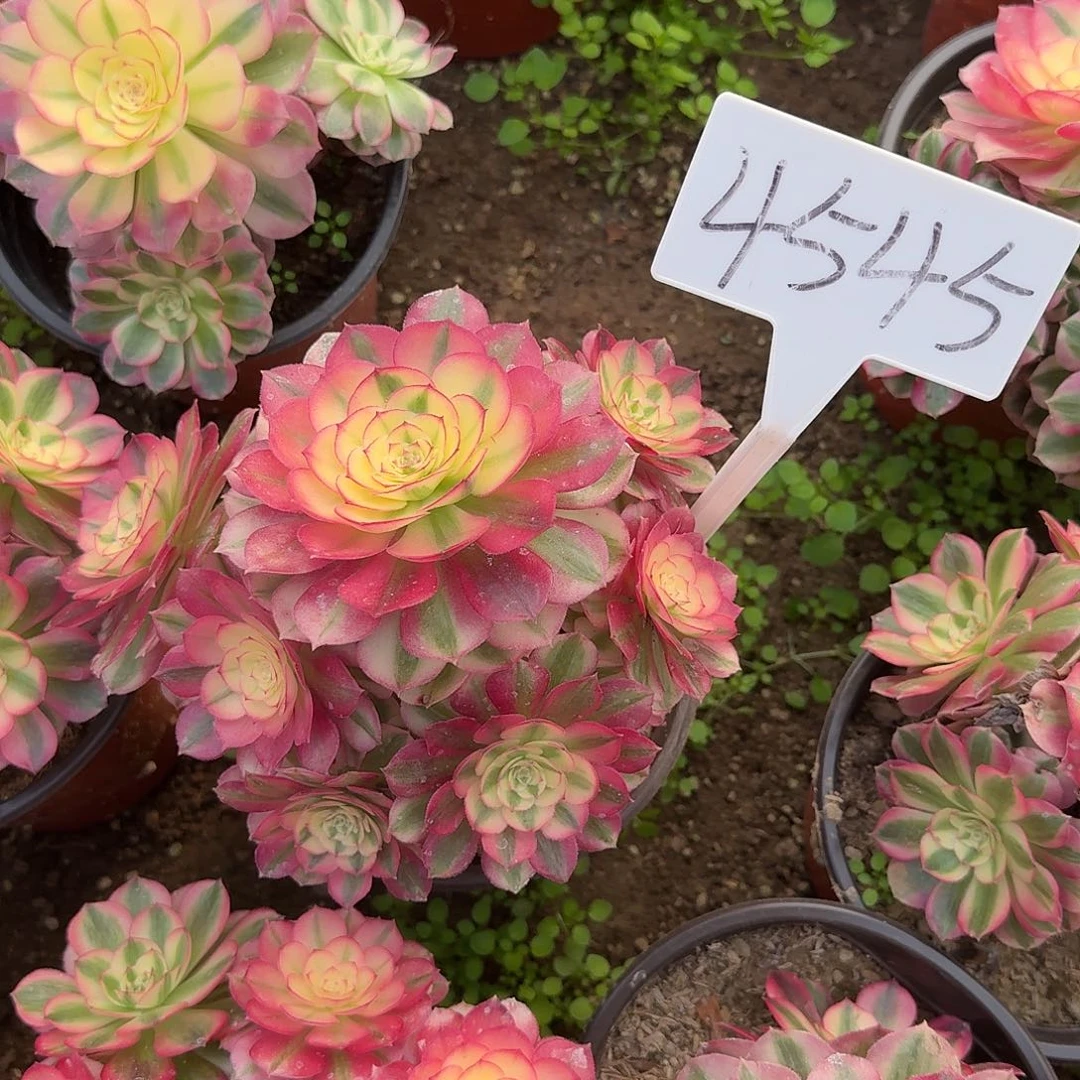 4545倾城多肉法师