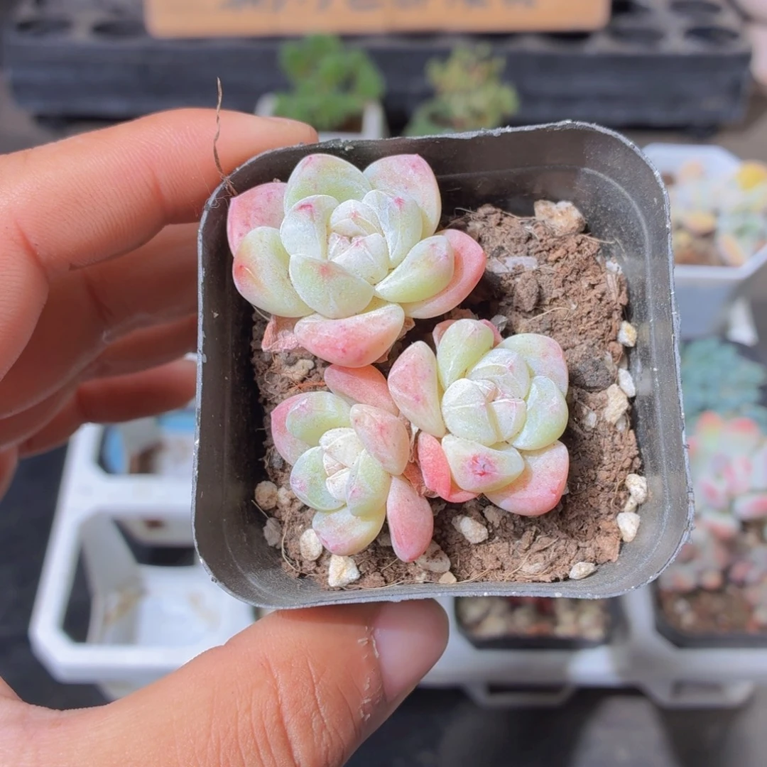 群生冰玉多肉9.9包邮发货