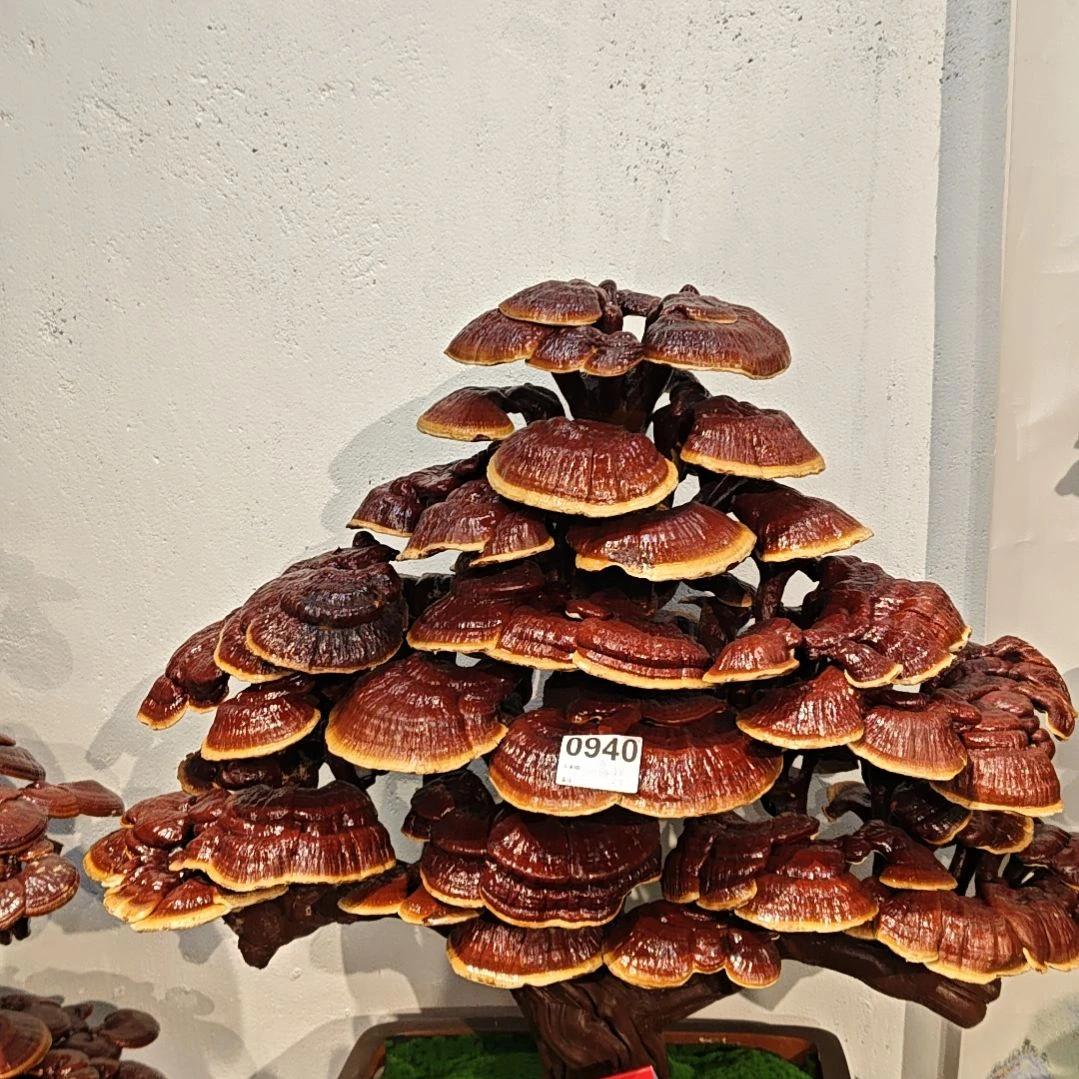 小*赤灵芝灵芝盆景灵芝花