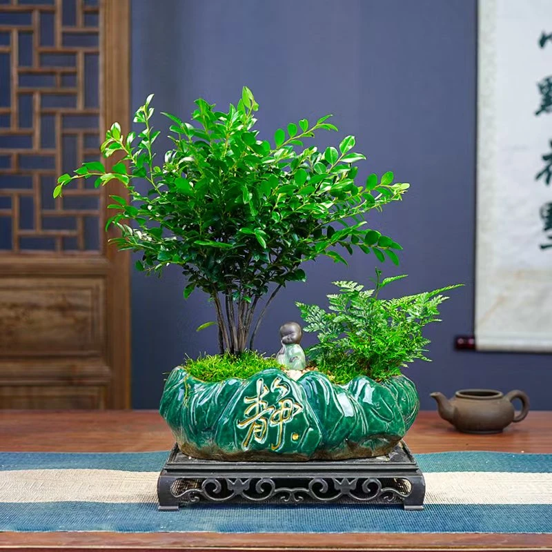 丛林小叶紫檀黑骨茶盆景老桩植物室内茶几客厅办公桌树苗四季好养