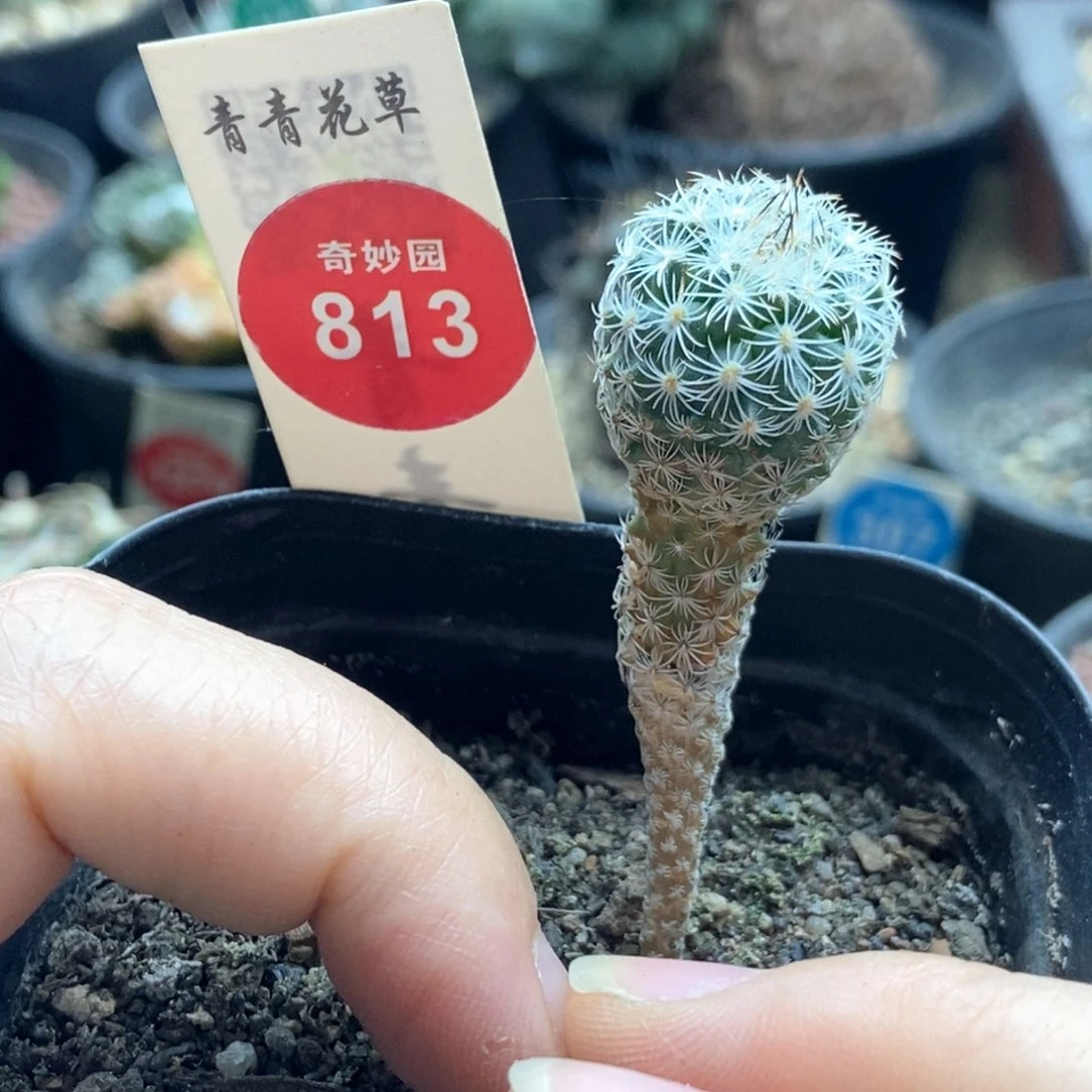 实生赤花美针玉1.7cm