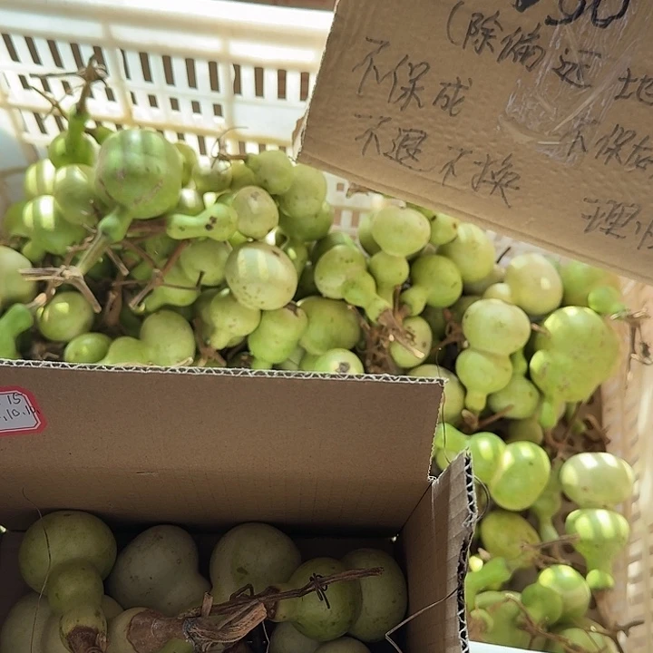 战***8葫芦葫芦笙是最可爱了葫芦笙真的好好
