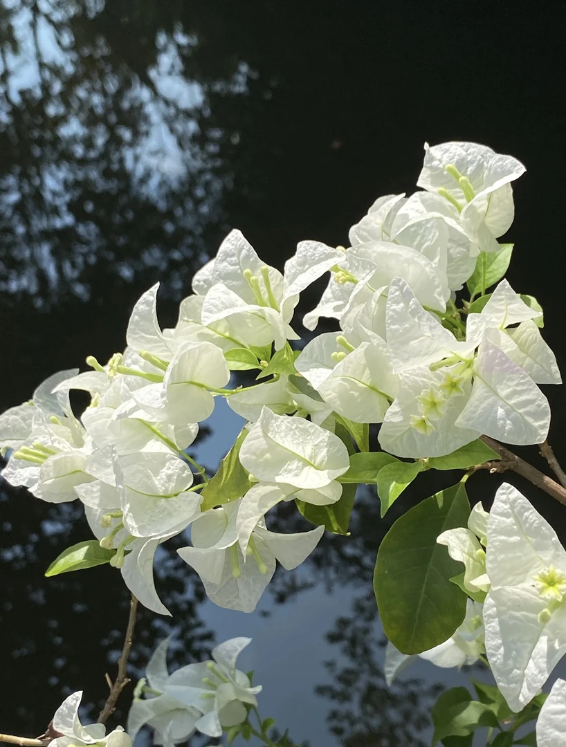 袋苗【白雪公主】好喜花精品三角梅  【包对版，无售后】