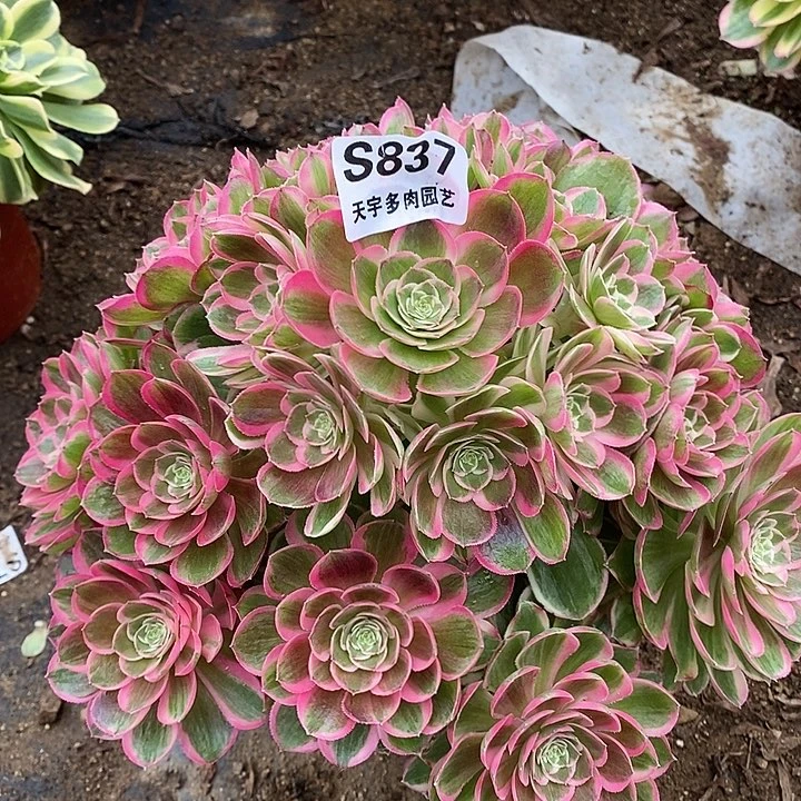 多肉植物孔雀翎837多肉