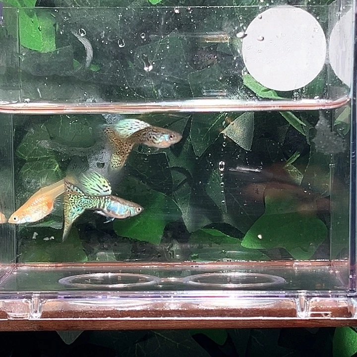 孔雀鱼黄蛇王一组