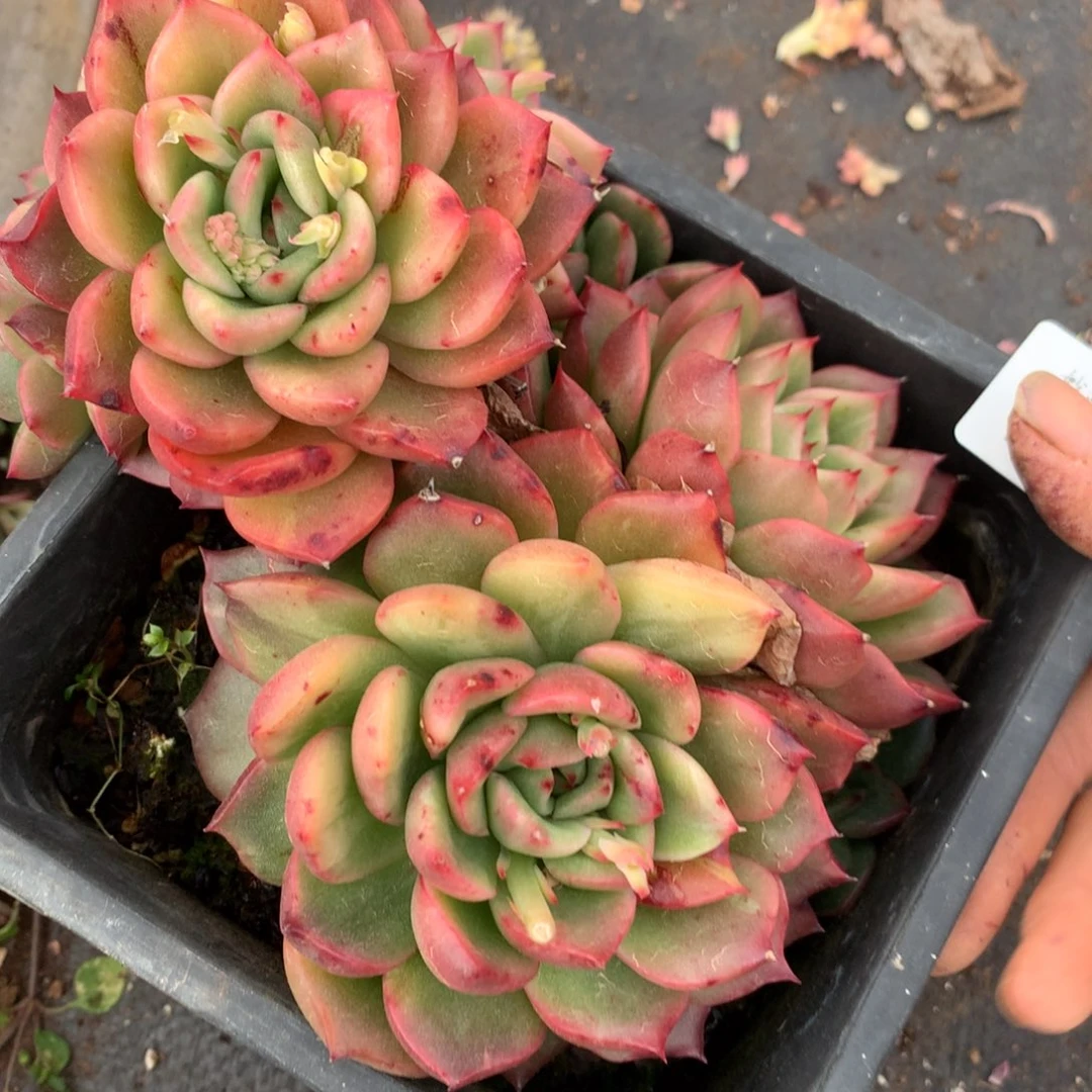 230杂交多肉14冠幅