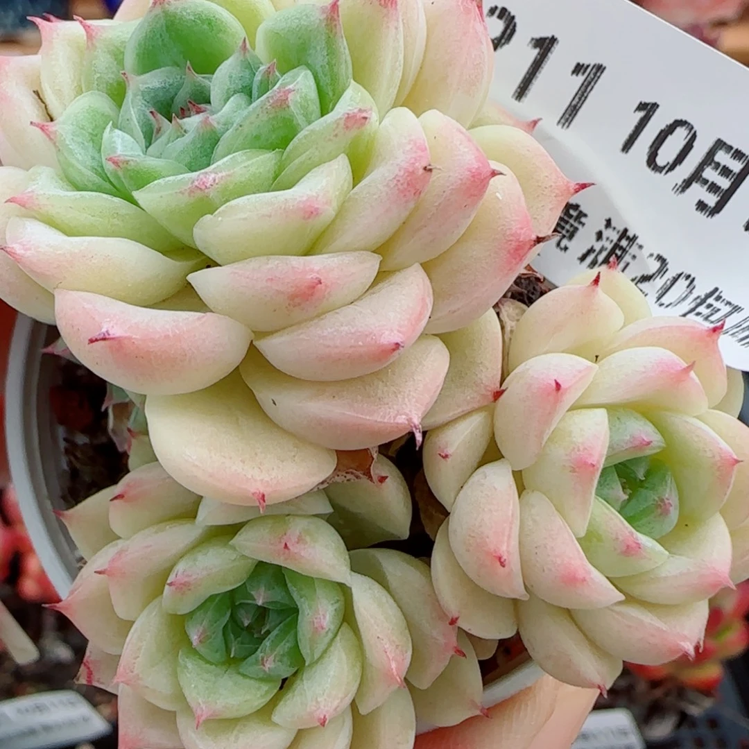 花语逸镜1011-211女王