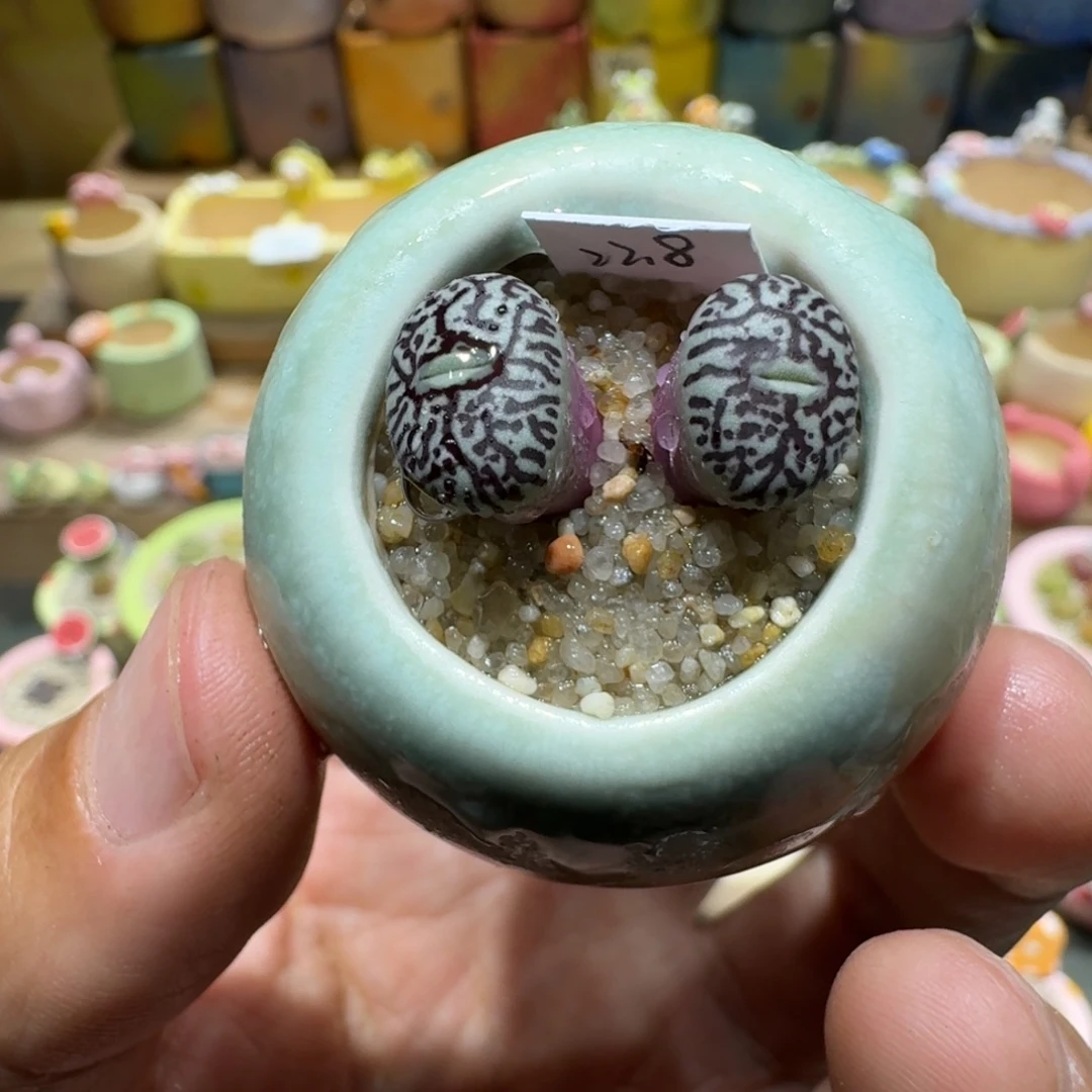 蘑菇1067墨墨墨墨墨多肉植物