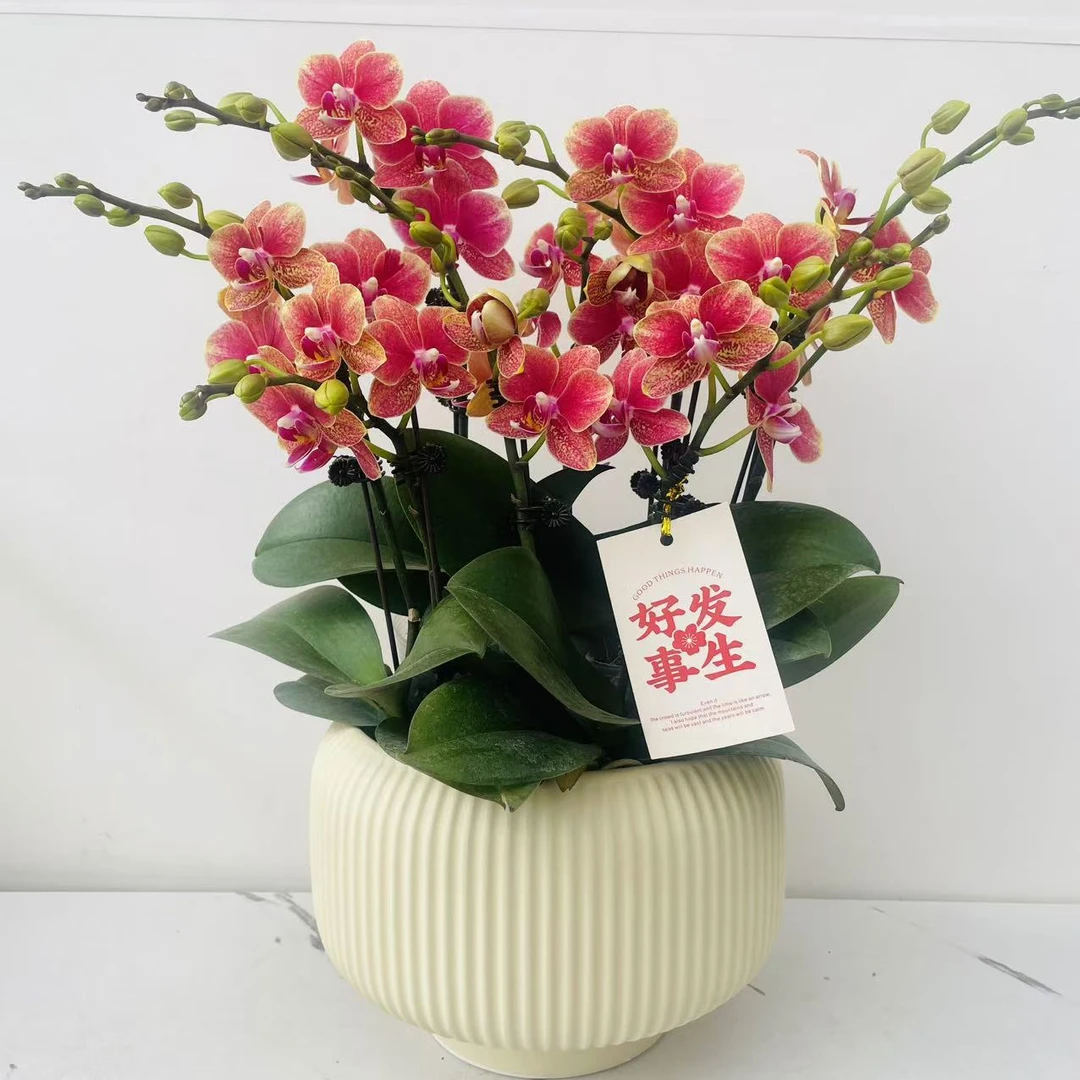 简馨优选【金蝶】蝴蝶兰花卉 易养花期久4-10