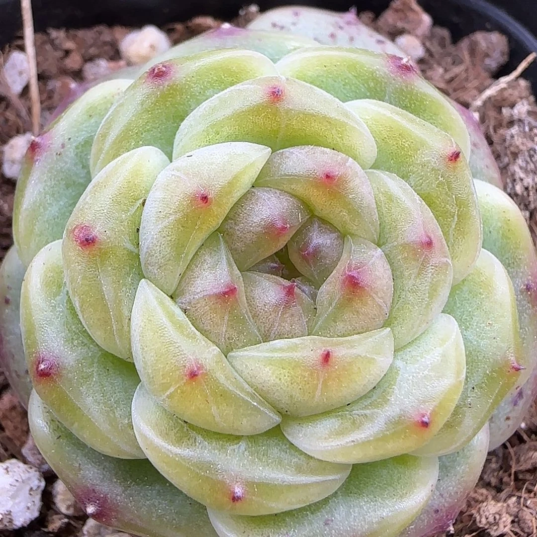 026四厘米脱土发货