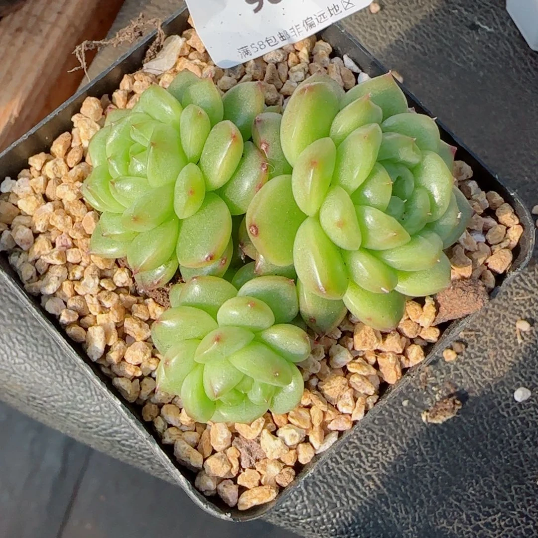 灯泡裙,9025多肉植物