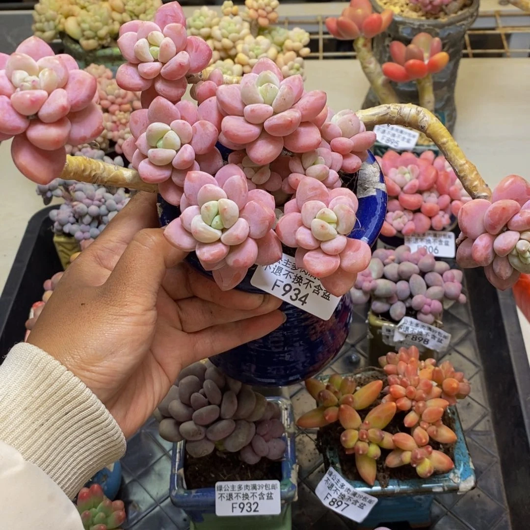 934樱花洛神多肉19c m