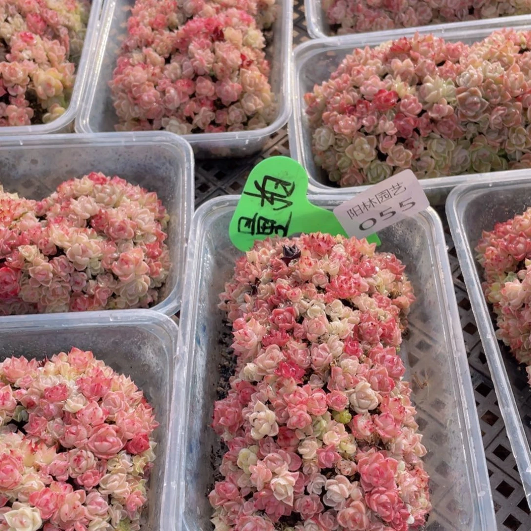 量拍多肉植物多肉植物55