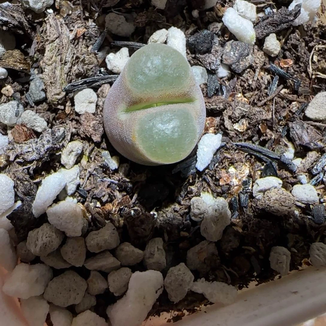 肉锥多肉植物百科-磁铁1278