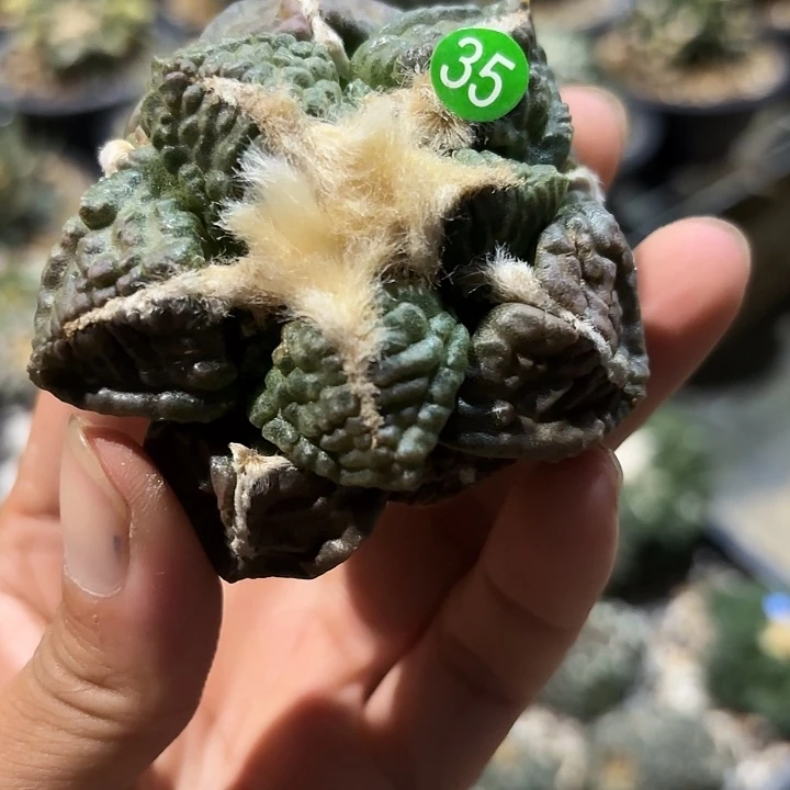 袖蒲苗接落地仙人球35