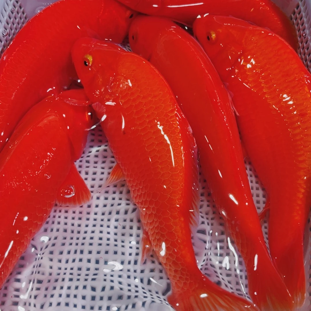 锦鲤锦鲤冷水鱼观赏