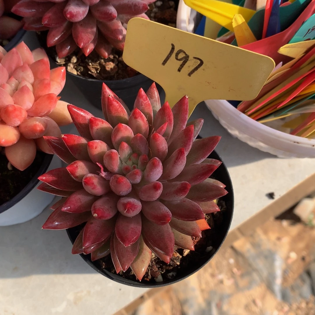 虞美人多肉植物626266