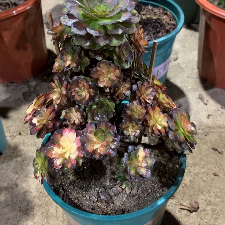 多***界658海王七彩多肉植物特价