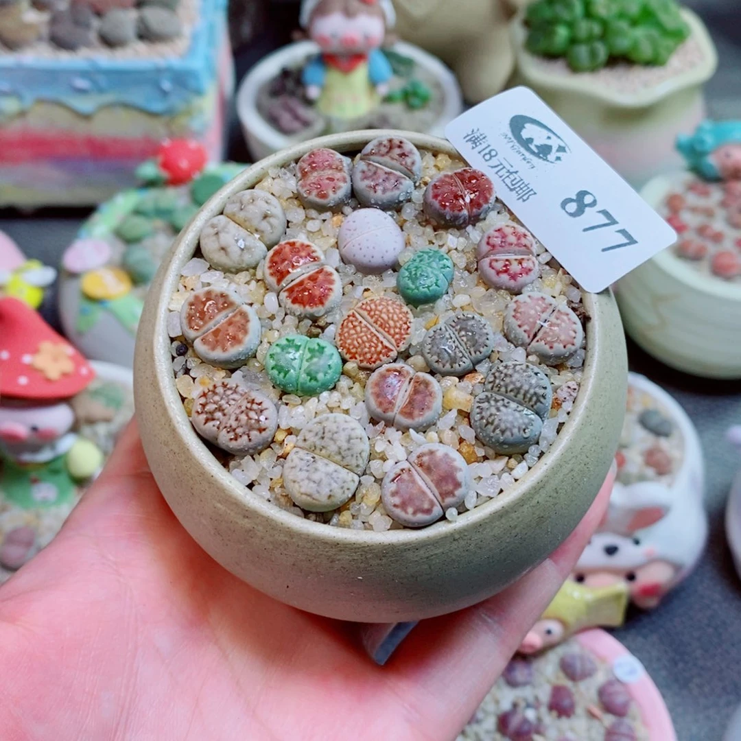 生石花花花花花花花877
