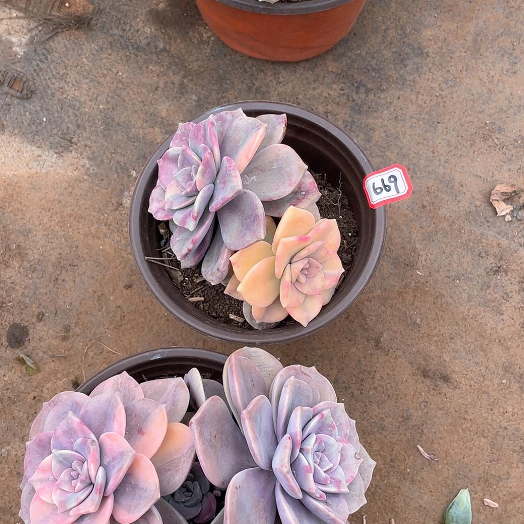 669紫乐锦 一物一拍多肉