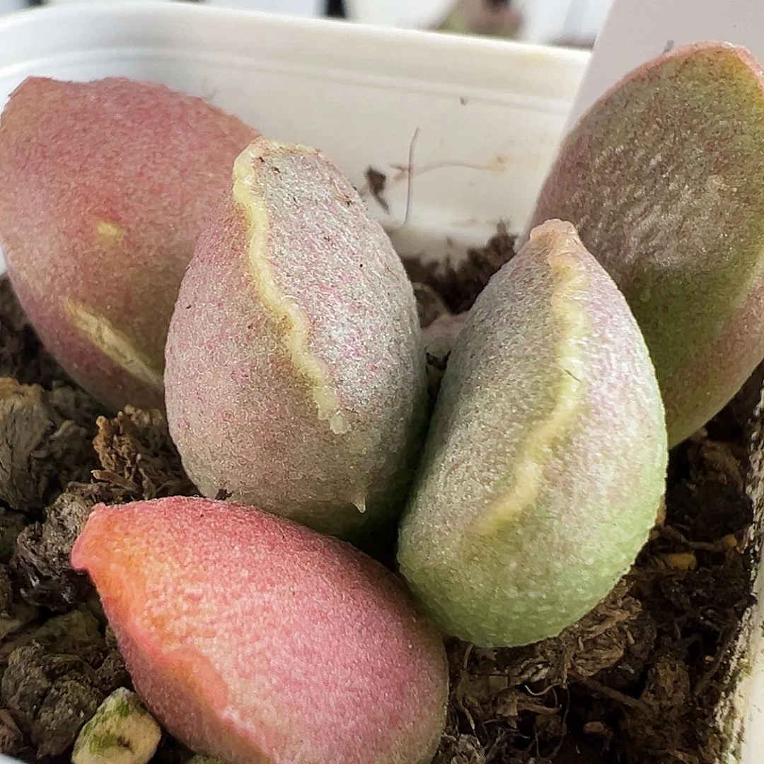 粉姬多肉水泡植物