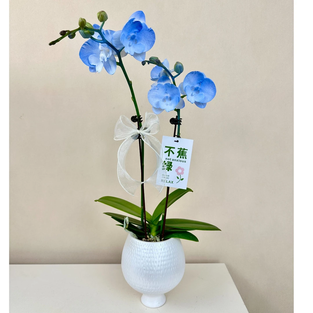 《蓝色妖姬》蝴蝶兰 梦幻蓝色系 好养耐活 带花带花苞 基地直发