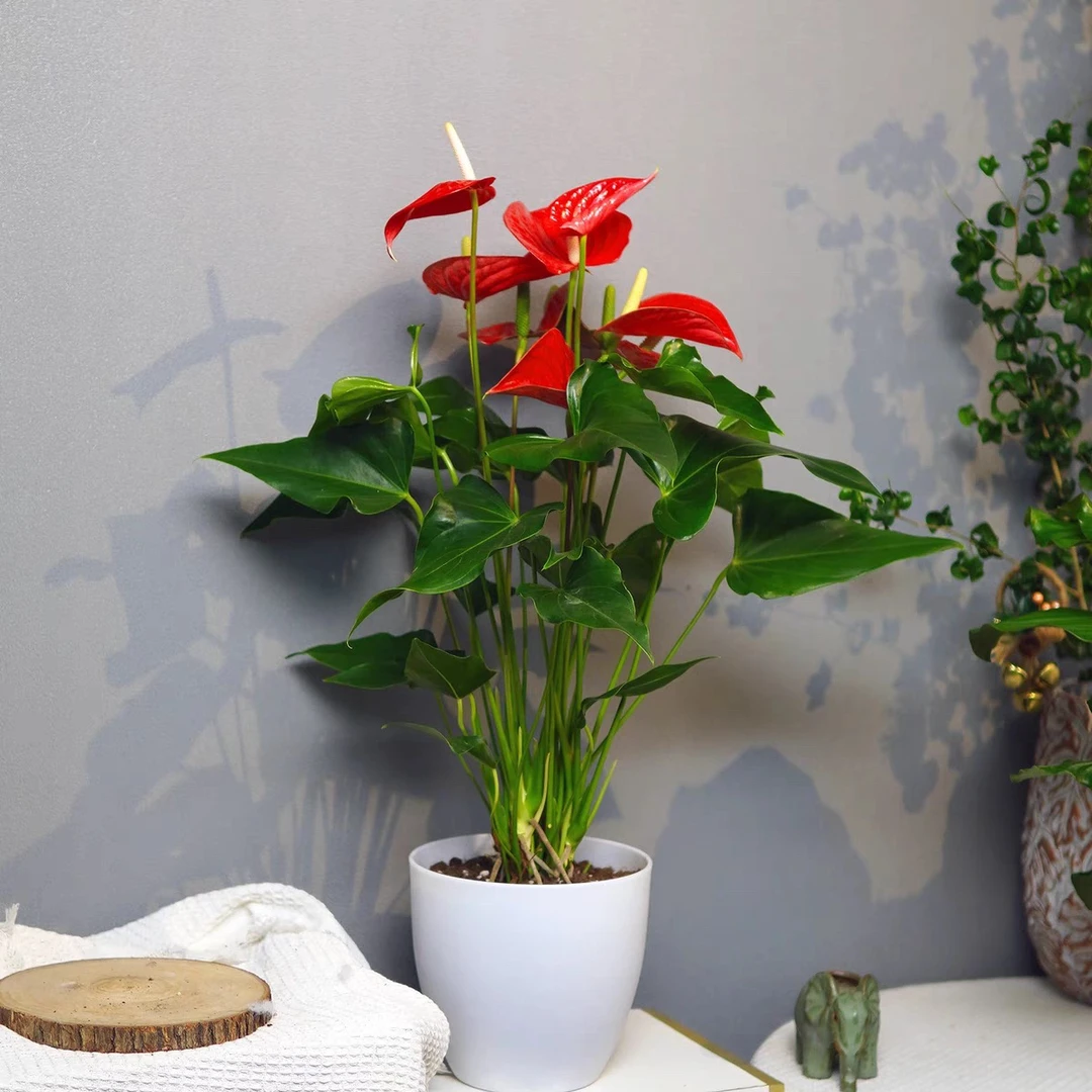 红掌盆栽室内水培植物超多花美观好养护客厅办公室红成功净化空气