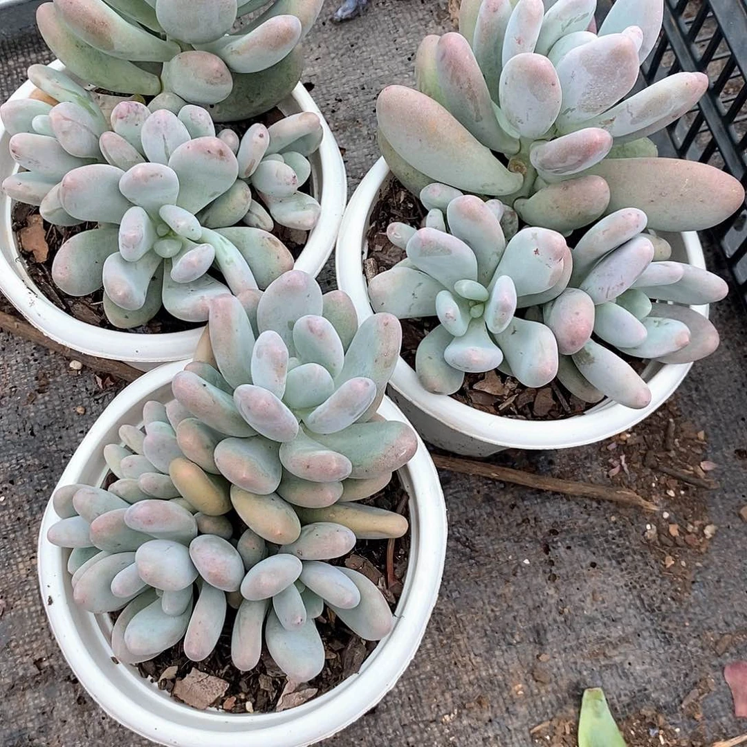 最***我3颗桃美人多肉植物