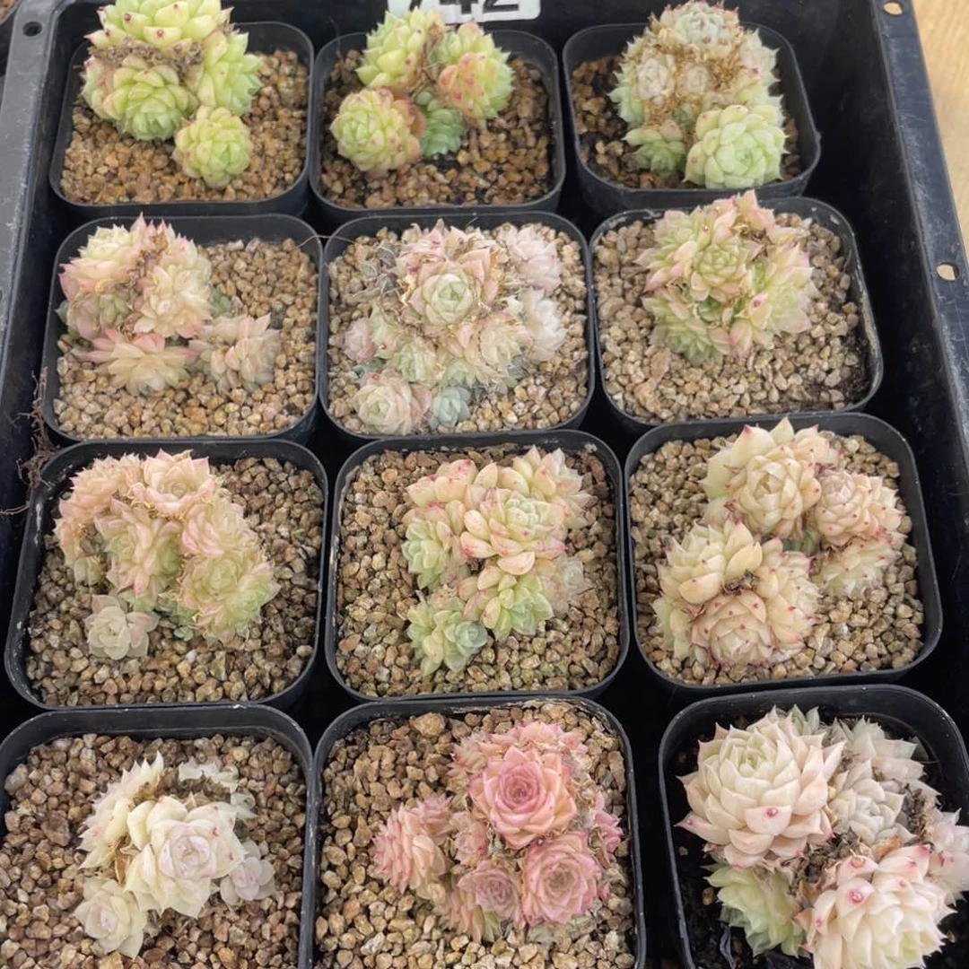 多肉植物十二个精品麦秆群742