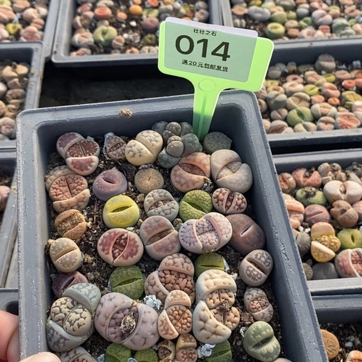 默**~014生石花小苗长