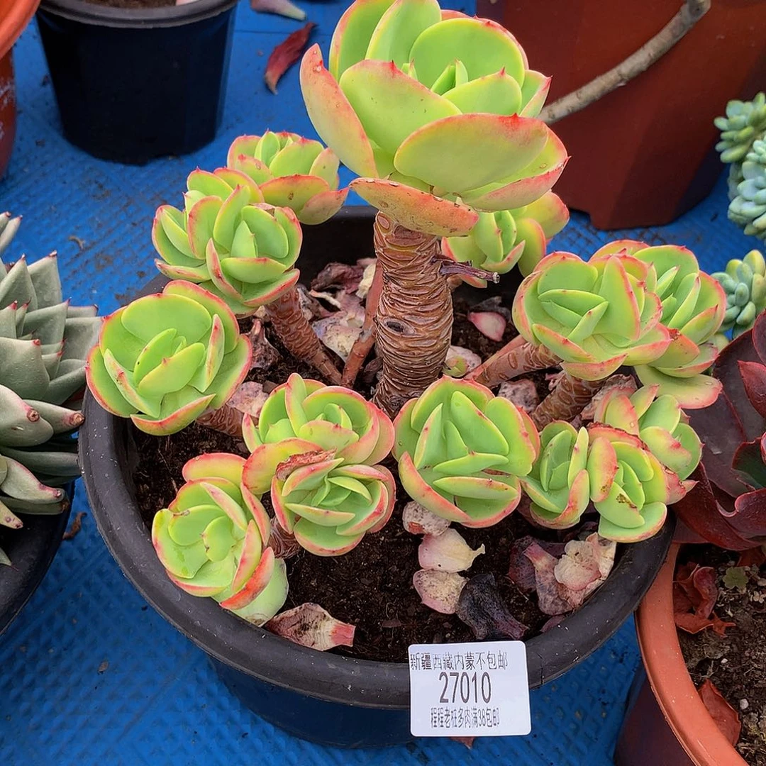 口*再碧桃27010多肉多肉
