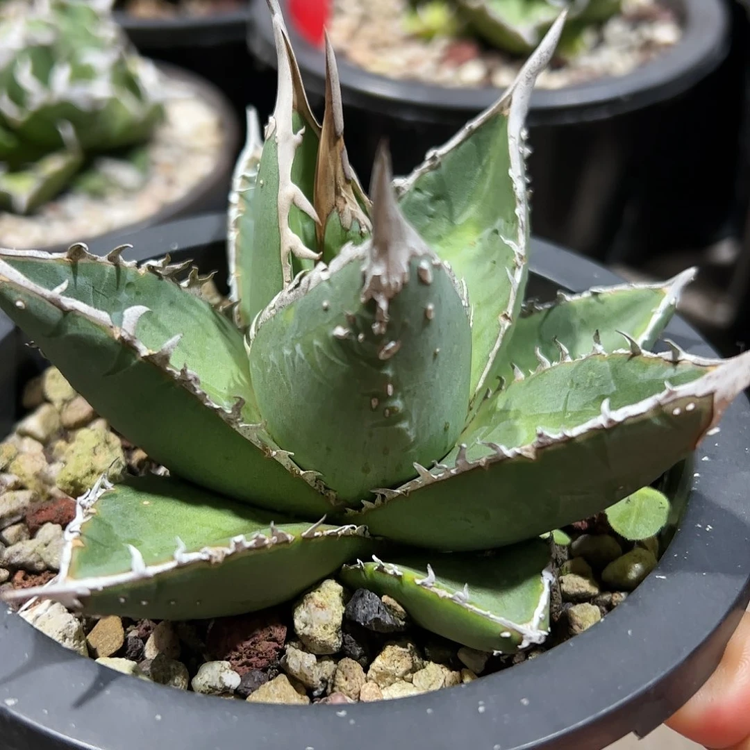 p****p帝释天龙舌兰仁王冠