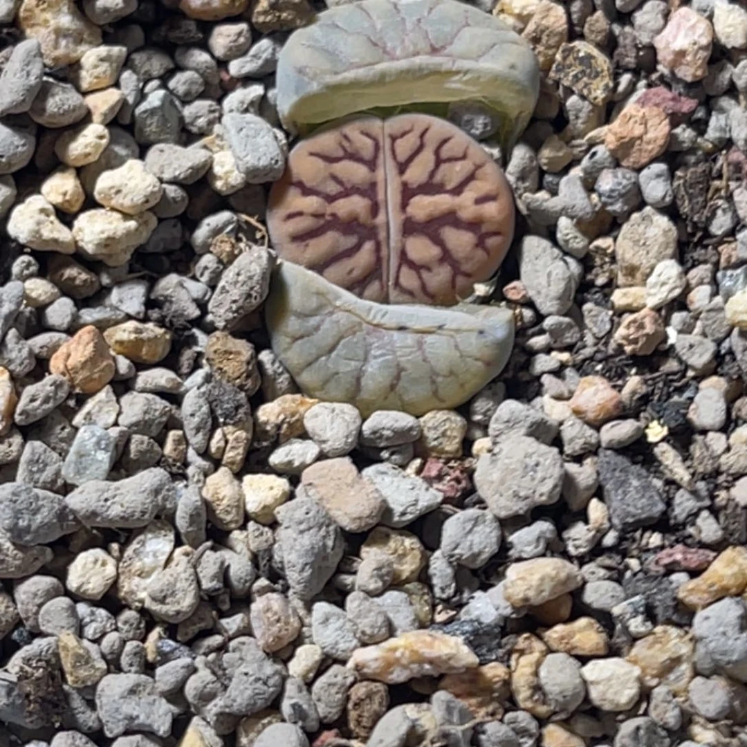 3291线招福粗纹尺寸1.5