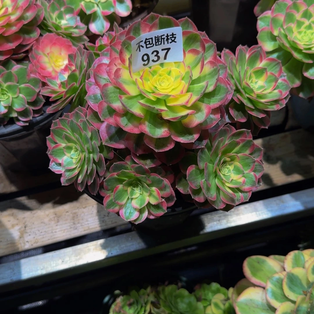 玉***你937多肉植物法师号