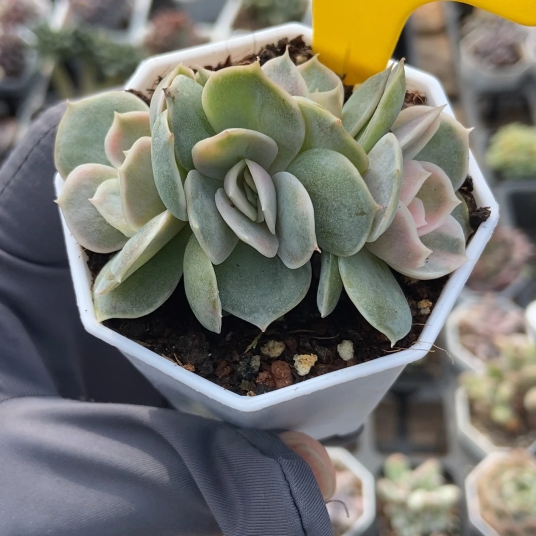 917蓝色惊喜锦多肉植物