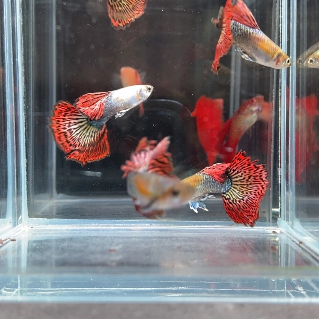 海水鱼特价进口孔雀鱼红龙5对