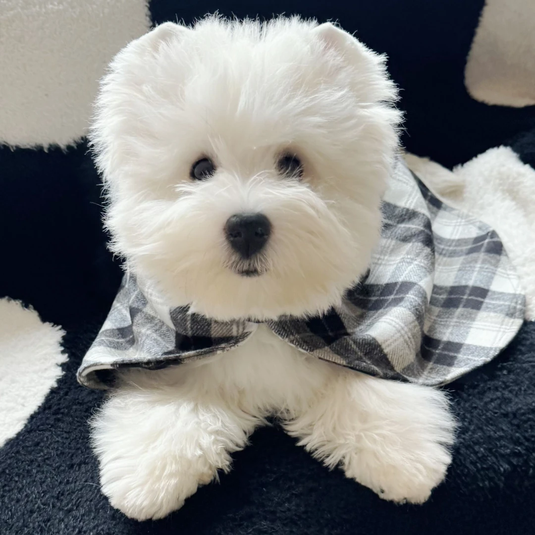 【非全款】西高地白梗犬宠物狗小型赛级幼犬-犬舍自提拍付预定链接