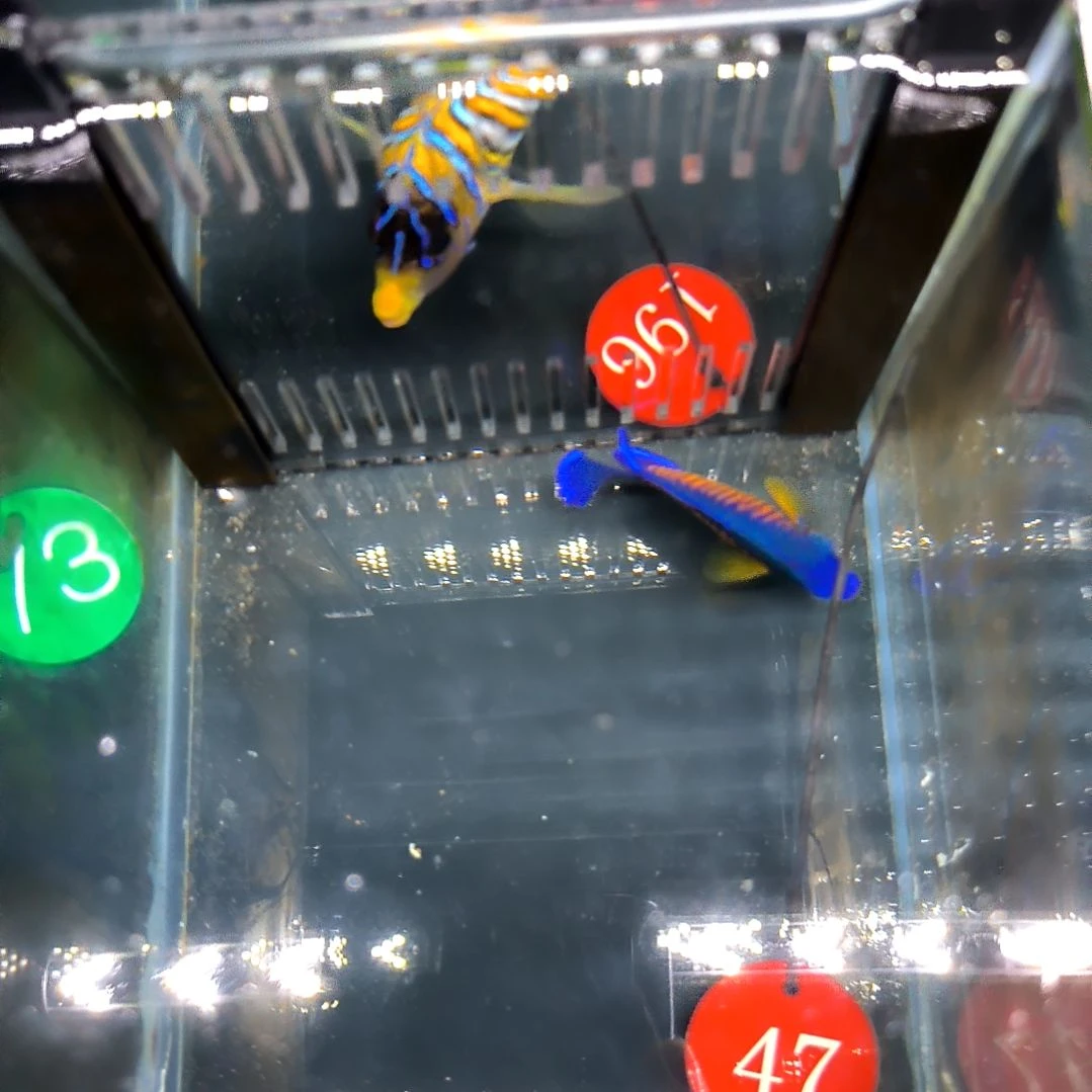 海水鱼蓝闪电6+/4-32-47