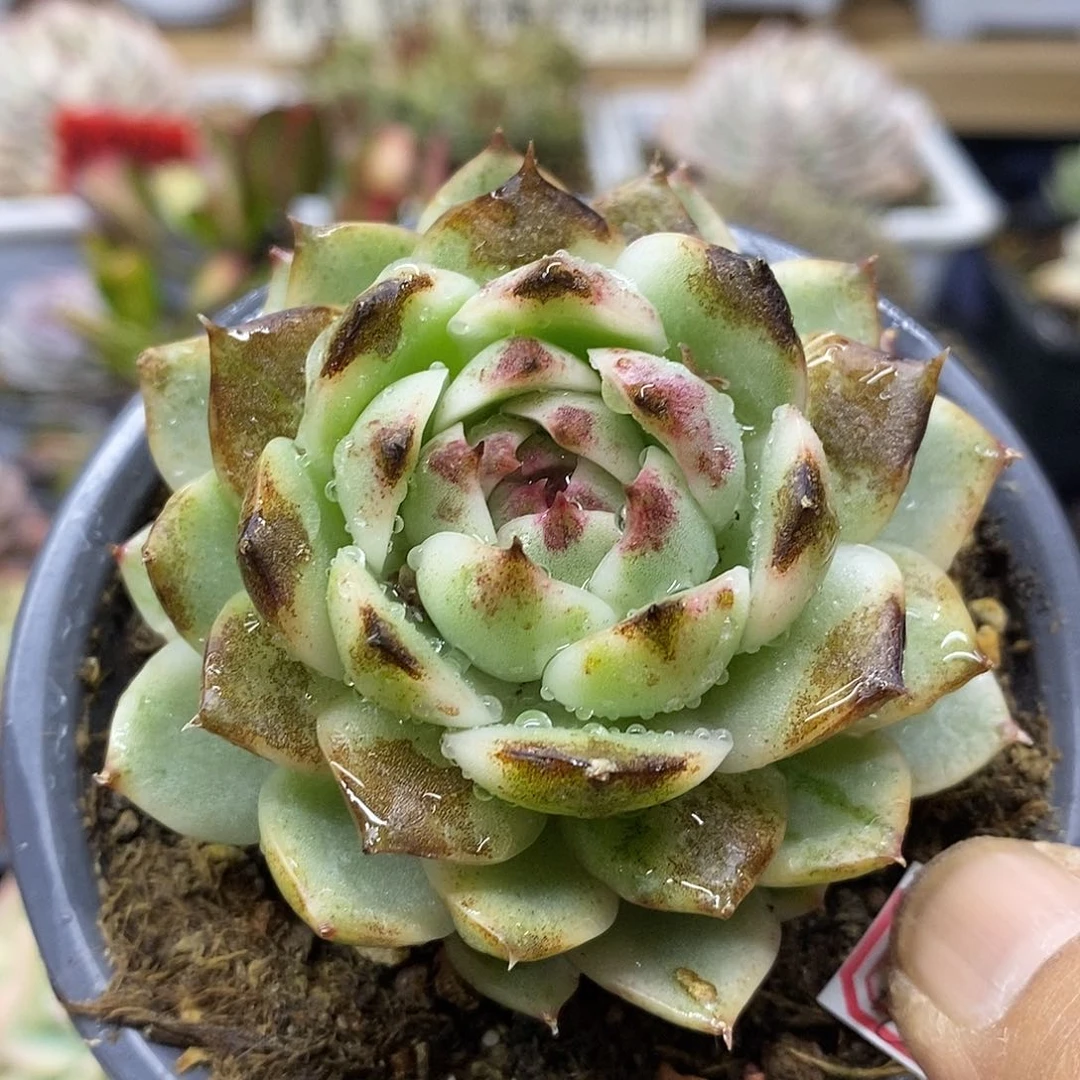 17133 绿水晶覆轮锦