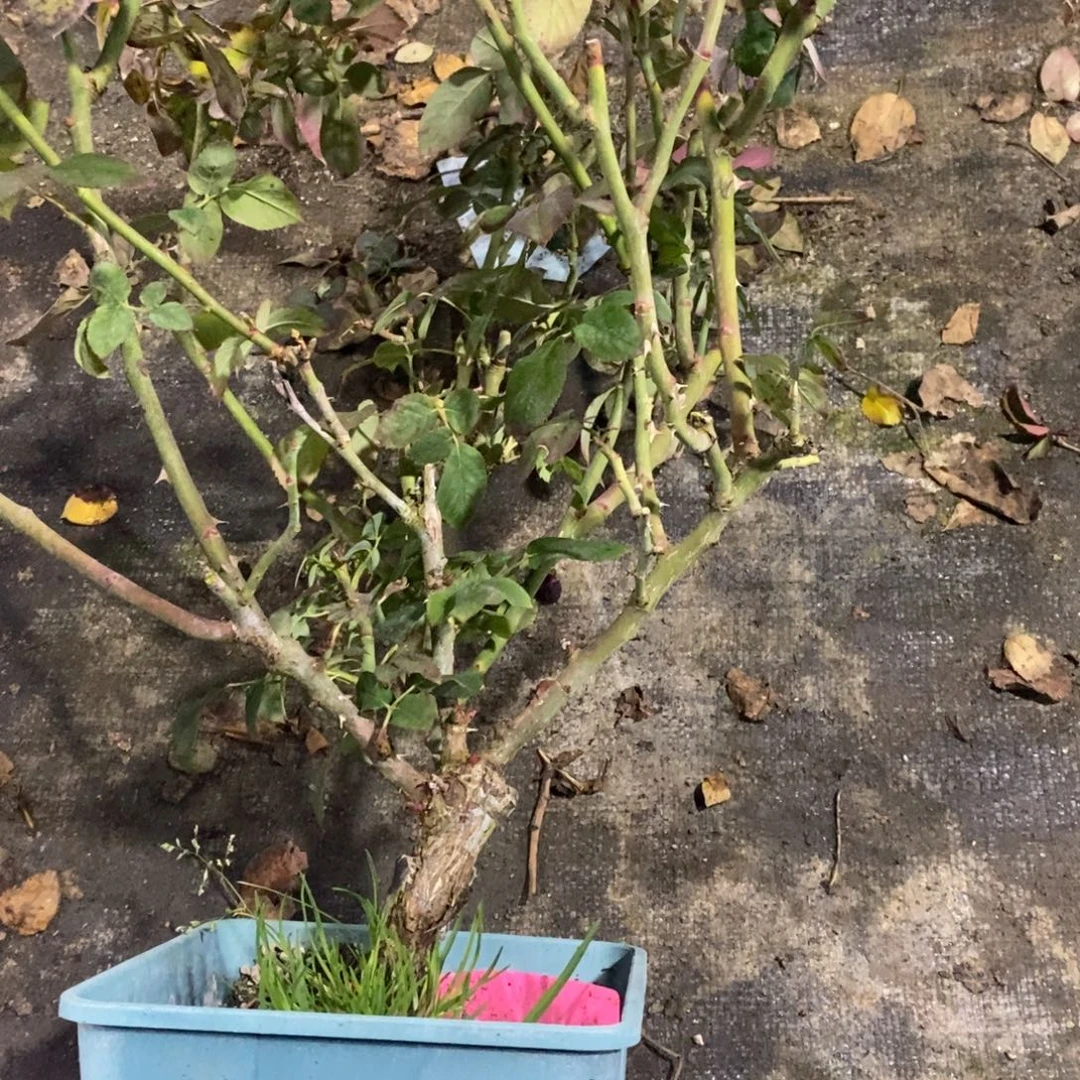 无花朵情书玫瑰土球发货