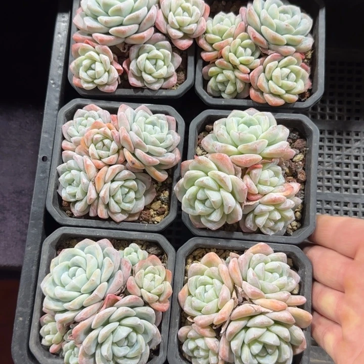 6颗一起一物拍的